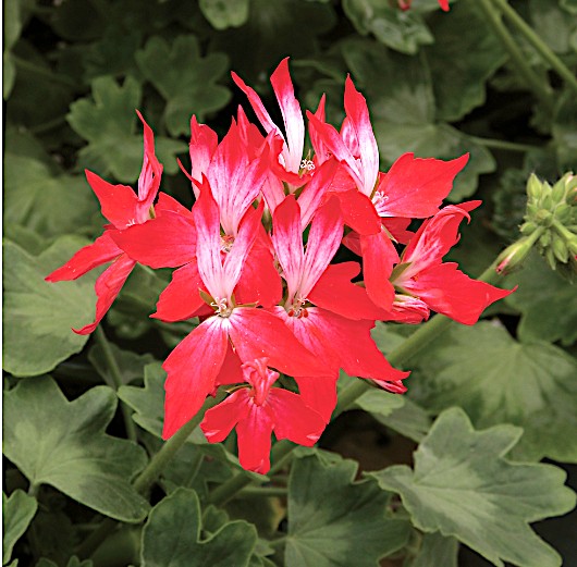 Pelargonium Firework Redwhite (zonale stellare)