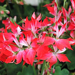 Pelargonium Firework Redwhite (zonale stellare)