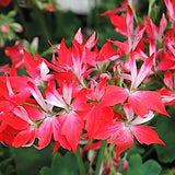 Pelargonium Firework Redwhite (zonale stellare)