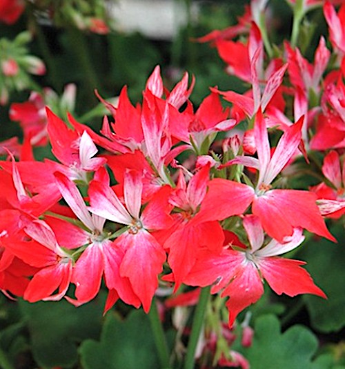 Pelargonium Firework Redwhite (zonale stellare)