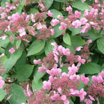 Hydrangea Paniculata Dharuma. vaso 19