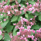Hydrangea Paniculata Dharuma. vaso 19