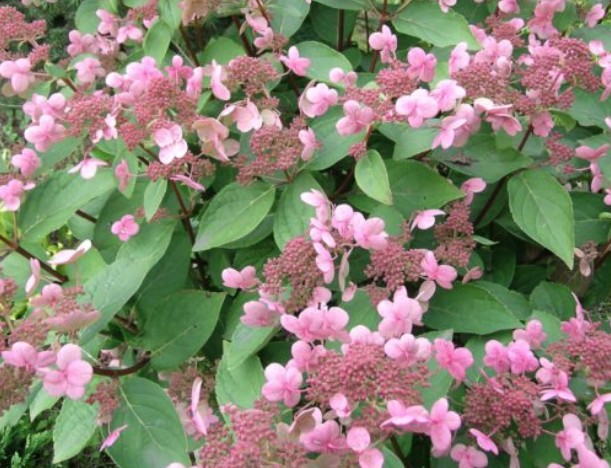 Hydrangea Paniculata Dharuma. vaso 19