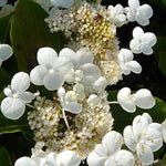 Hydrangea Paniculata Dharuma. vaso 19