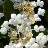 Hydrangea Paniculata Dharuma. vaso 19