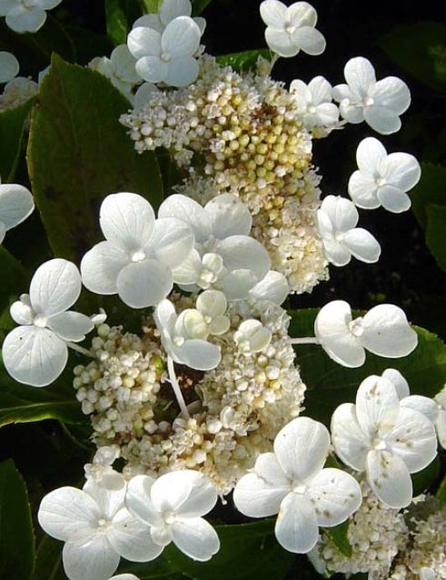 Hydrangea Paniculata Dharuma. vaso 19
