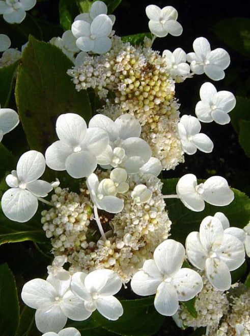 Hydrangea Paniculata Dharuma. vaso 19