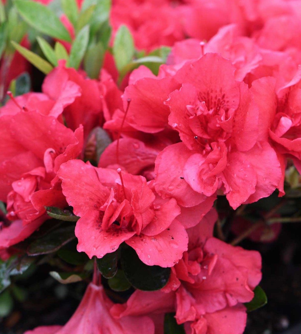Azalea Encore Autumn Fire vaso 19 (r) rifiorente