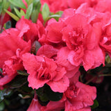 Azalea Encore Autumn Fire vaso 19 (r) rifiorente