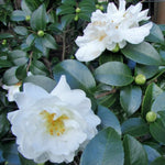Camelia Sasanqua White Doves vaso 19
