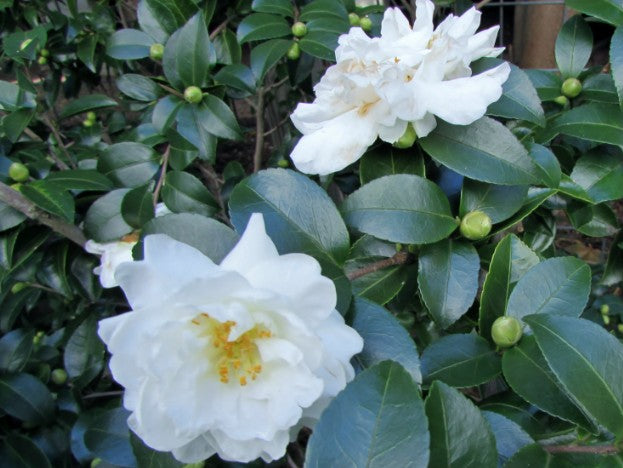 Camelia Sasanqua White Doves vaso 19