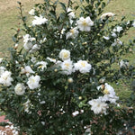 Camelia Sasanqua White Doves vaso 19