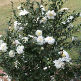 Camelia Sasanqua White Doves vaso 19