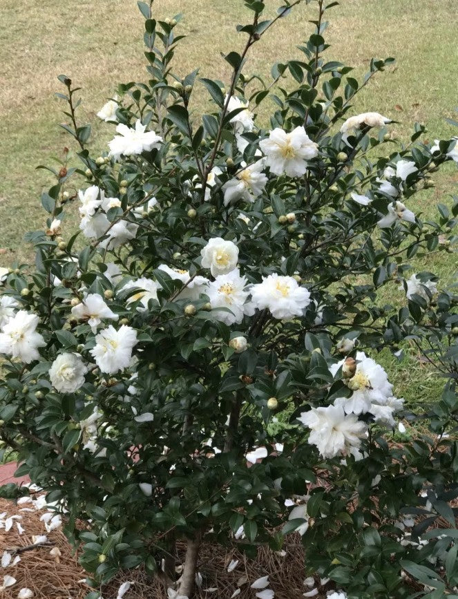 Camelia Sasanqua White Doves vaso 19