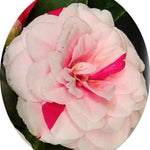 Camelia Japonica Angela Cocchi vaso 19