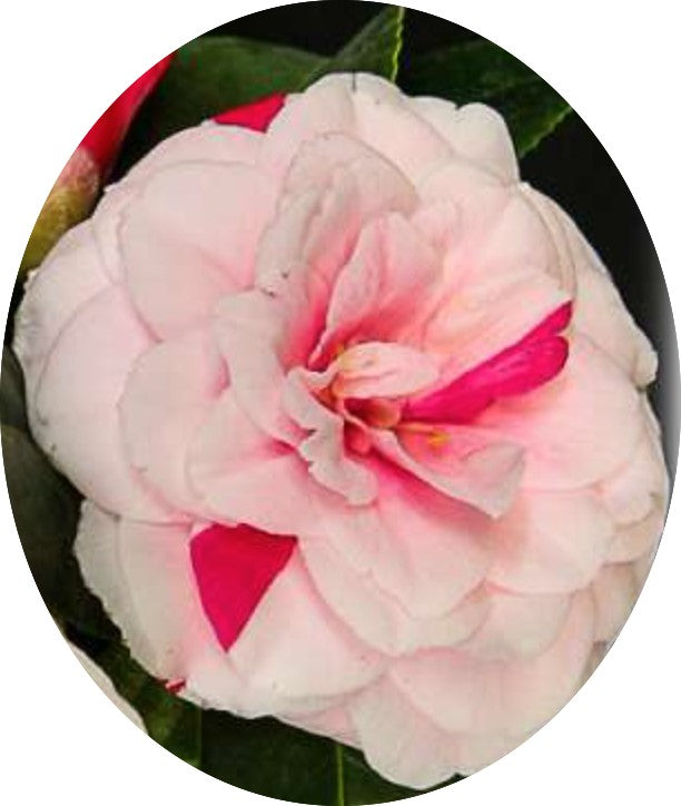 Camelia Japonica Angela Cocchi vaso 19