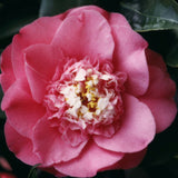 Camelia Japonica R.L. Wheeler vaso 19