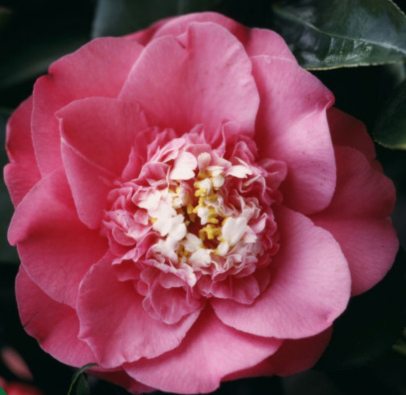 Camelia Japonica R.L. Wheeler vaso 19
