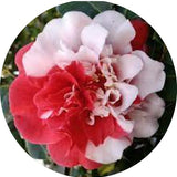 Camelia japonica General Coletti vaso 18