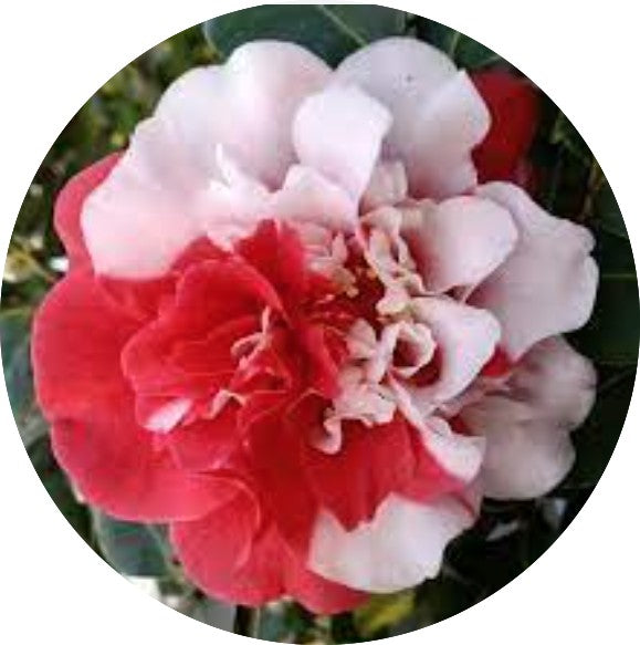Camelia japonica General Coletti vaso 18