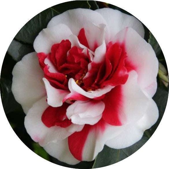 Camelia japonica General Coletti vaso 18