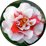 Camelia japonica General Coletti vaso 18