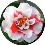 Camelia japonica General Coletti vaso 18