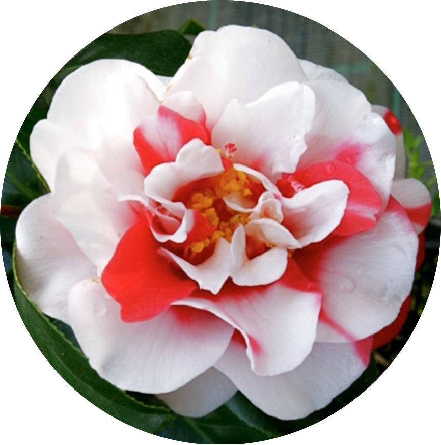 Camelia japonica General Coletti vaso 18