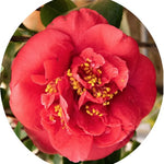 Camelia Japonica Mrs Charles Cobb vaso 19