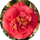 Camelia Japonica Mrs Charles Cobb vaso 19