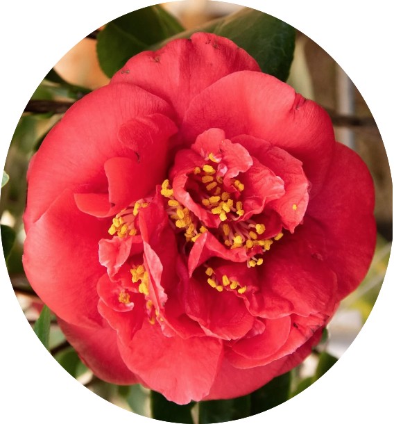 Camelia Japonica Mrs Charles Cobb vaso 19