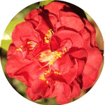 Camelia Japonica Mrs Charles Cobb vaso 19