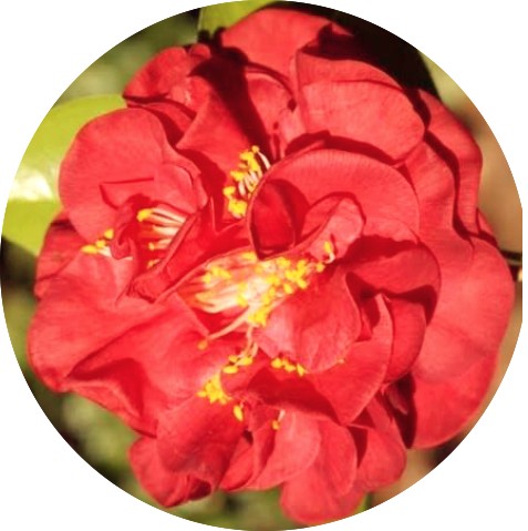 Camelia Japonica Mrs Charles Cobb vaso 19