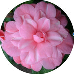Camelia Japonica Tramonto vaso 19