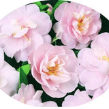 Camelia sasanqua Paradise Audrey vaso 19