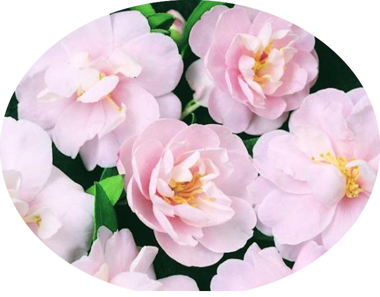 Camelia sasanqua Paradise Audrey vaso 19