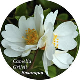 Camelia Grijsii (profumata fioritura invernale)