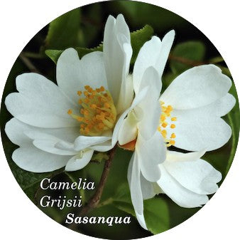 Camelia Grijsii (profumata fioritura invernale)