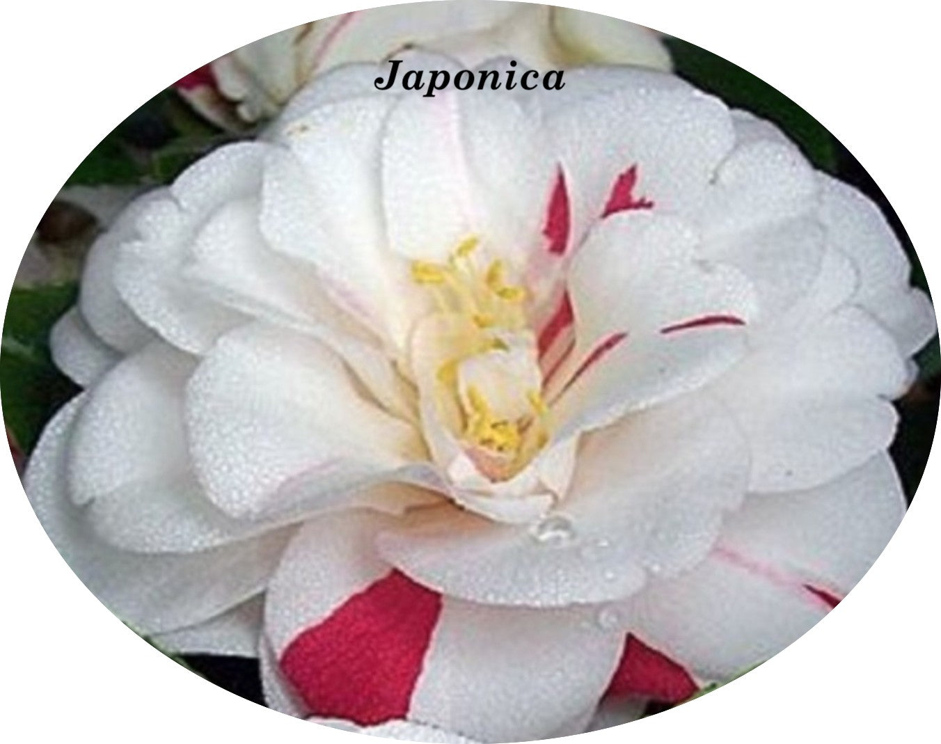 Camelia Japonica Angela Cocchi vaso 19