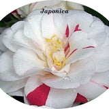 Camelia Japonica Angela Cocchi vaso 19