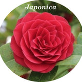 Camelia Japonica Black lace vaso 19/20 cm. 100/120