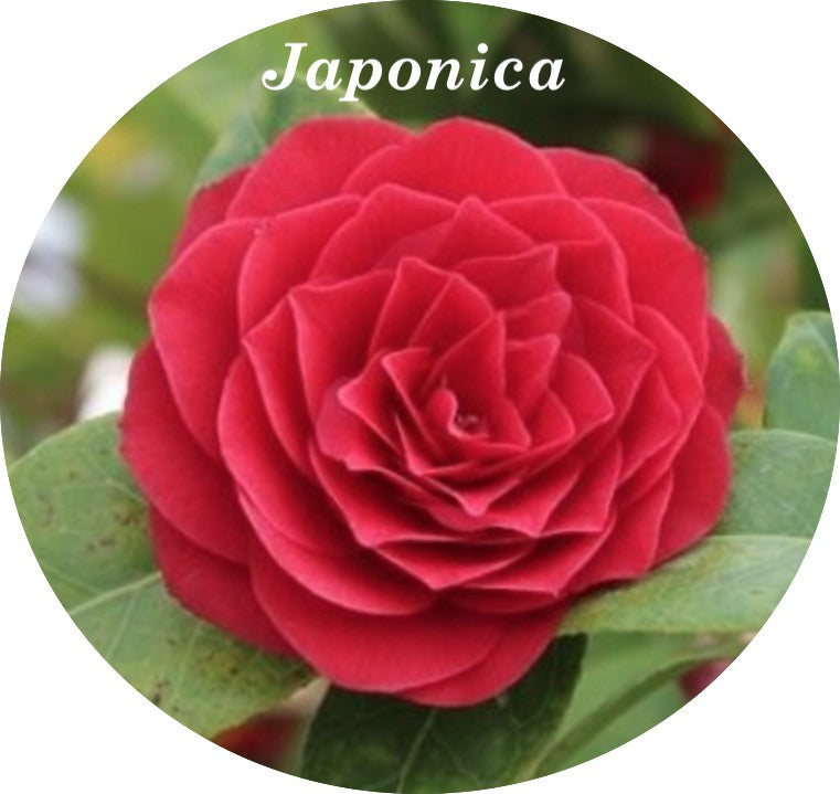 Camelia Japonica Black lace vaso 19/20 cm. 100/120