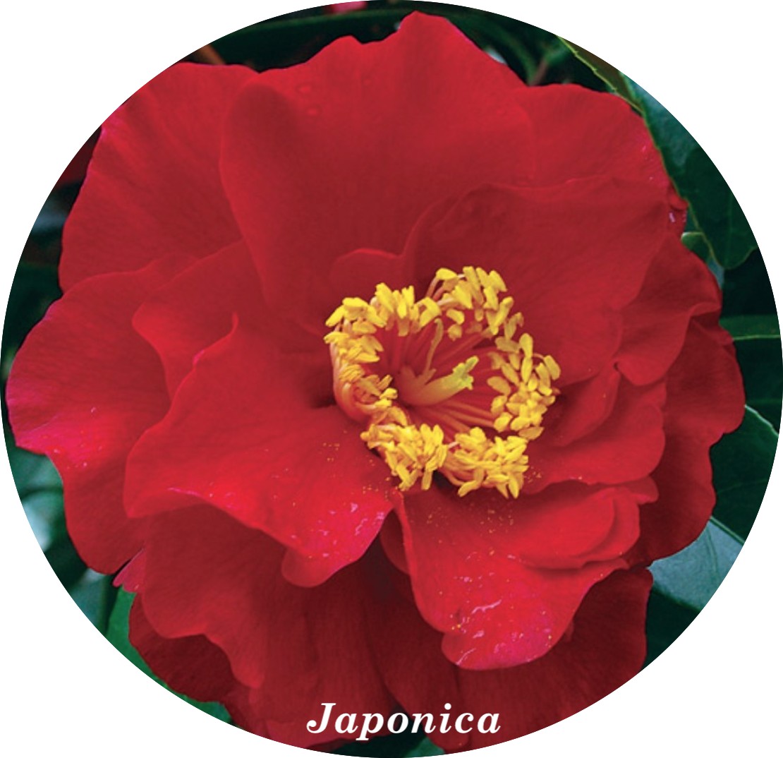 Camelia japonica Bob Hope vaso 19