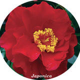 Camelia japonica Bob Hope vaso 19