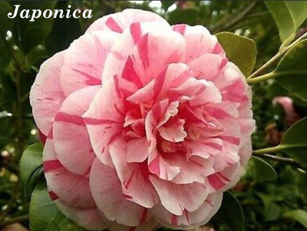 Camelia Japonica Bonomiana vaso 19