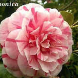 Camelia Japonica Bonomiana vaso 19