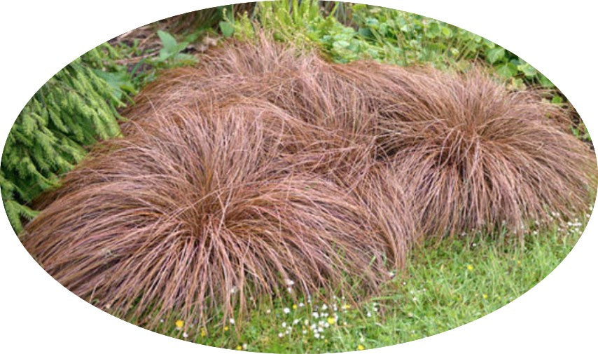 Carex Comans Bronze vaso 10