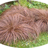 Carex Comans Bronze vaso 10