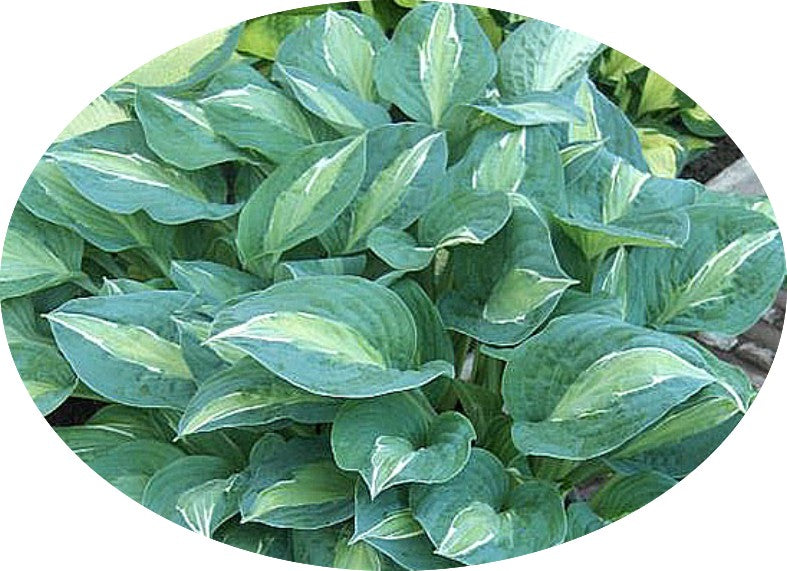 Hosta "Kiwi Full Monty"