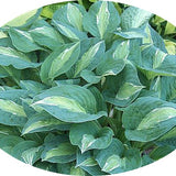 Hosta "Kiwi Full Monty"
